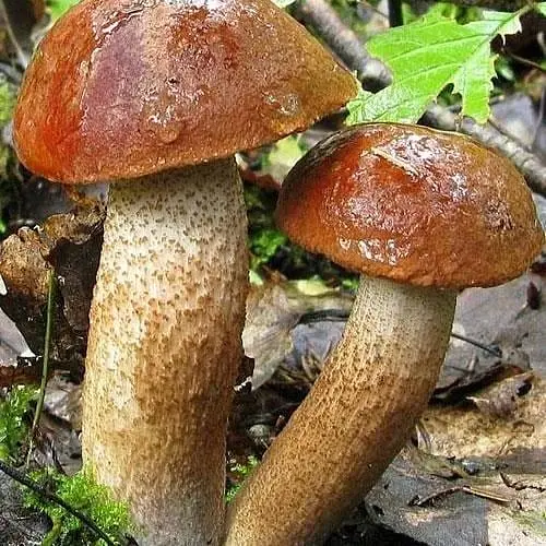 Сухий зерновий міцелій "Красноголовець звичайний" 10г (45503) - фото 1