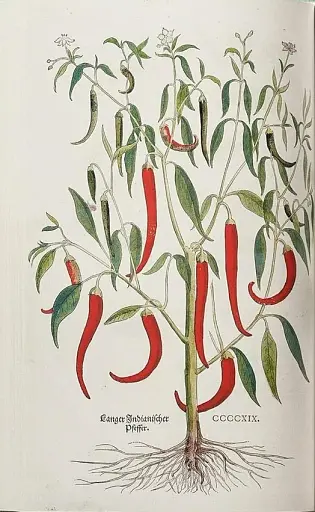 Leonhart Fuchs. The New Herbal - фото 8