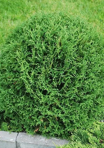 Туя западная Hoseri С10, диаметр 30-40 см (176424) 1 саженец в упаковке - фото 2