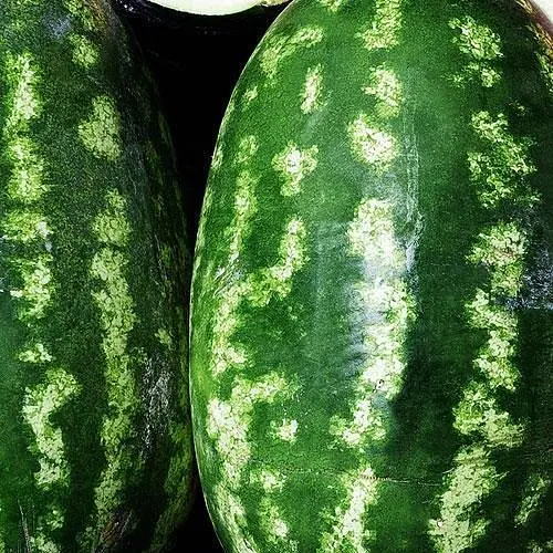 Арбуз Весна Ау Продюсер (в банке) Органик 10г (44974) - фото 2