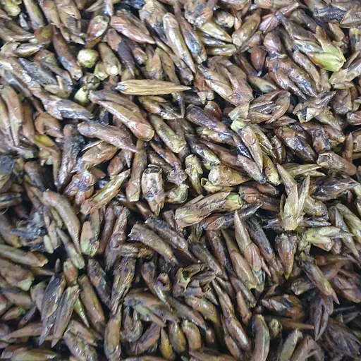 100 г осика звичайна бруньки сушені - свіжий урожай