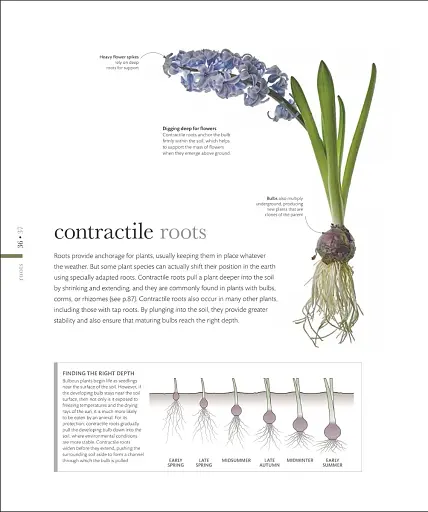 The Science of Plants - фото 3