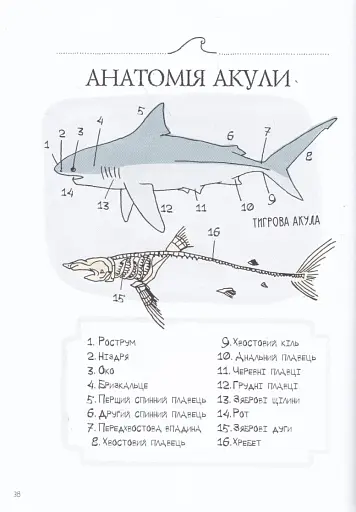 Анатомія океану. Неймовірні місця та частини світу, сховані під водою - фото 6