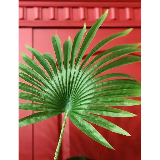 Пальма Лівістона Hvoya в горщику 180 см - фото 4