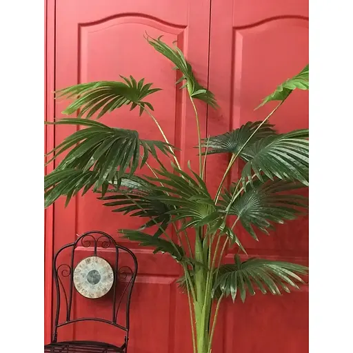 Пальма Лівістона Hvoya в горщику 180 см - фото 2