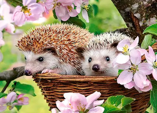 Пазли Castorland Їжачки, 120 елементів, 32x23 см, B-13319