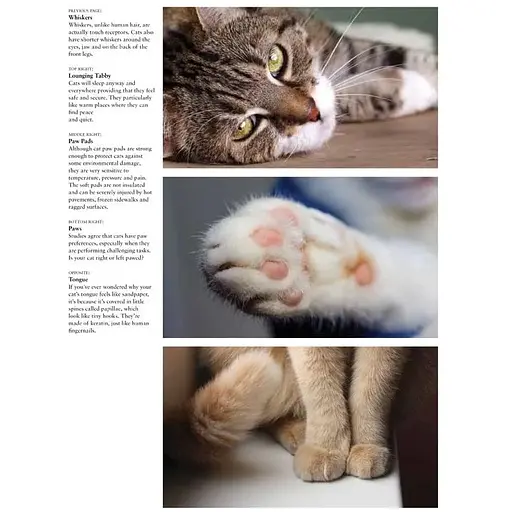 Cats: A Celebration of Our Feline Friends - Фотопулос Джулианна - фото 3