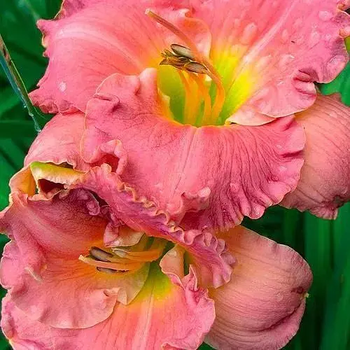 Лилейник "Chance Encounter" 1 шт (36196) - фото 1