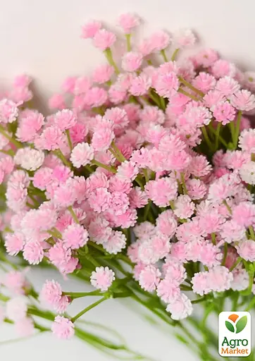 Гіпсофіла "Flamingo" (букетна під зріз) (183671) 1 саженец - фото 2