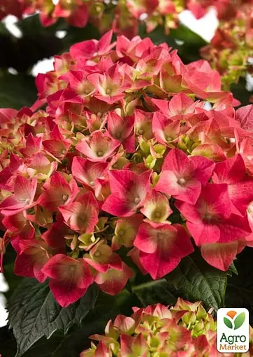 Гортензія квітуча крупнолистова "Magical Ruby Tuesday" вазон С1,5 (184871) 1 саженец - фото 5
