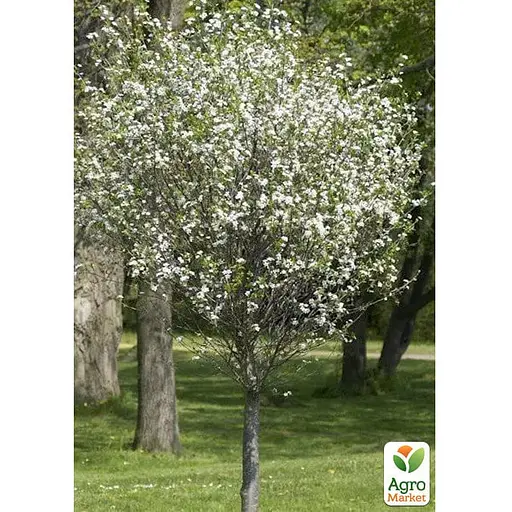 Вишня повстяна на штамбі (вік від 2х років, висота 70-90см) (188845) 1 шт в упаковці - фото 3