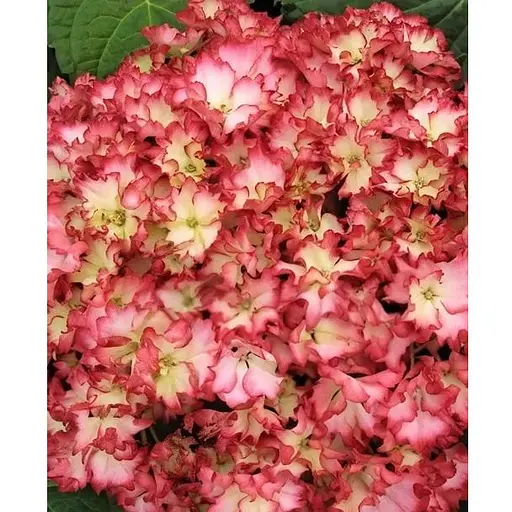 Гортензия крупнолистая 2-летняя "RoCo-Beauty of Boskoop" высота саженца 25-45см (186192) 1 саженец - фото 1