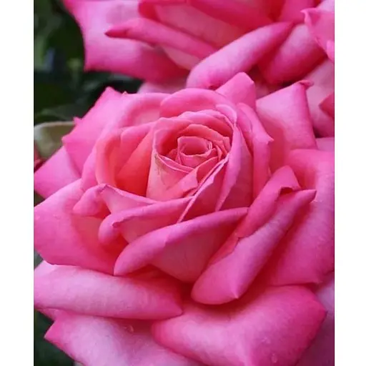 Роза в контейнере чайно-гибридная "Wedding Bells" (садник класса АА+) (185749) 1 саженец - фото 1