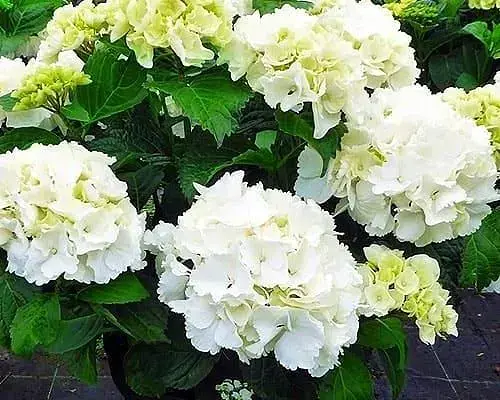 Гортензія Agro-Market Schneeball крупнолиста 1 саджанець в упаковці (45994) - фото 2
