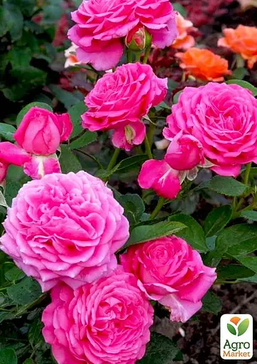 Роза в контейнере флорибунда "Claire Marshall" (садник класса АА+) (180841) 1 саженец - фото 4