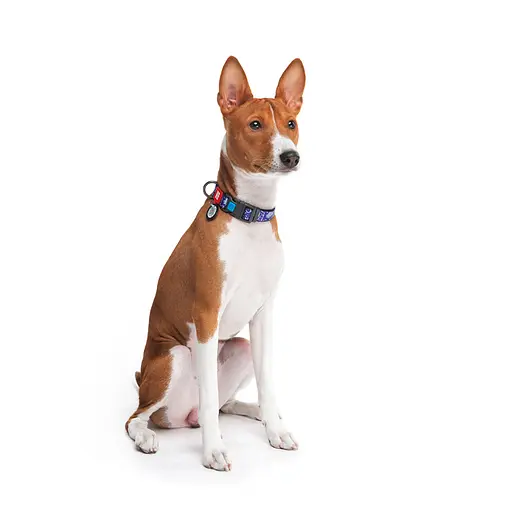 Нашийник для собак нейлоновий Waudog Nylon з QR-паспортом "Рік та Морті 2" пластиковий фастекс XL,Ш 25 мм Д 37-58 см - фото 3