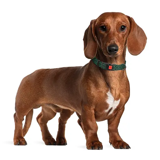 Ошейник для собак Баркси Urban патриотический Вышиванка зеленая - фото 5