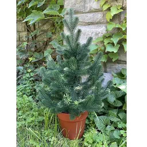 Елка Hvoya Traditional литая в горшке 50 см зеленая новинка - фото 3