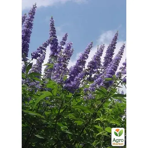 Вітекс священний (Авраамове дерево)Agro-Market Р10 висота 20-30 см (189162) 1 саджанець в упаковці  - фото 1