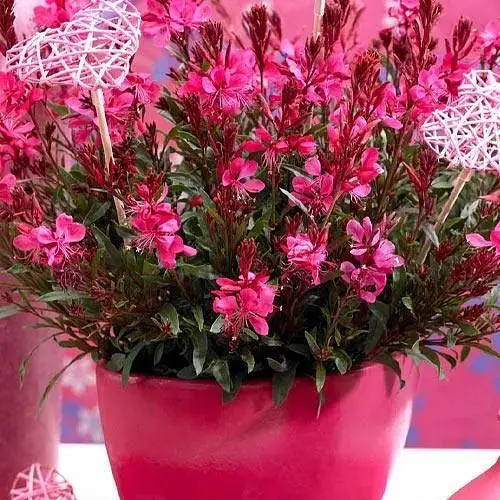 Гаура lindheimeri "Gaudi Red" (вазон С1.5 ефектний багаторічник) (189497) 1 саженец - фото 1