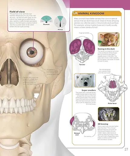 The Skeleton Book. Get to Know Your Bones, Inside Out - фото 3