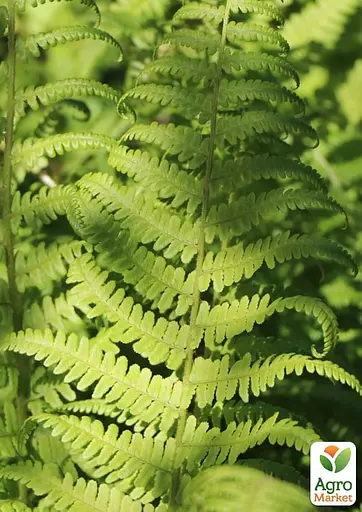 Щитник мужской многолетний папоротник, корневище 1 саженец (184695) - фото 3