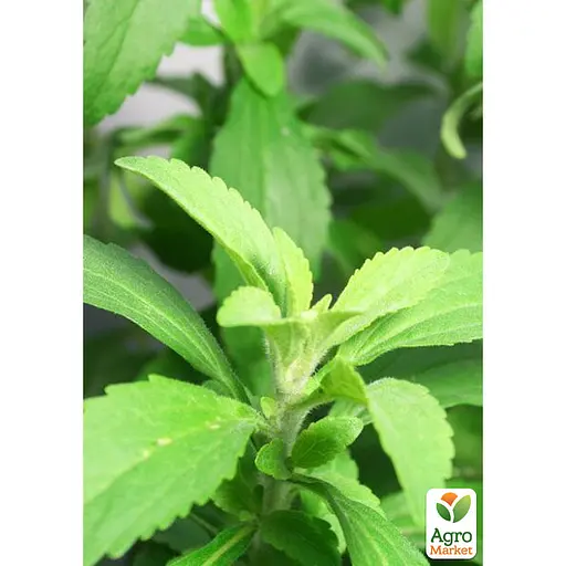 Стевия "Sweet leaf" (сахарозаменитель, лекарственное растение), С2 (184456) 1 саженец в упаковке - фото 2