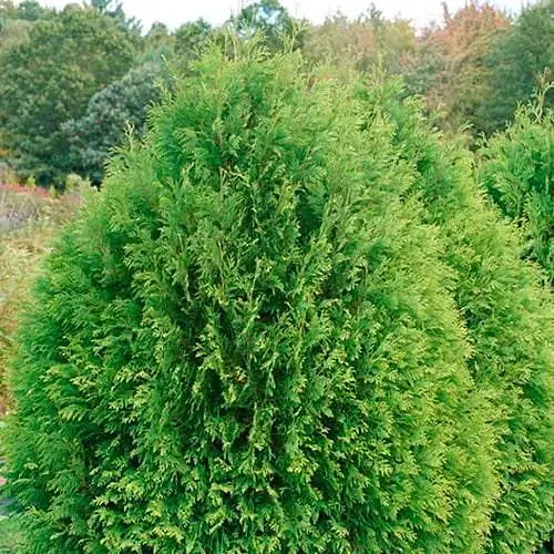 Туя западная Tip Top (вазон Р9, высота 10-20 см) (187826) 1 саженец в упаковке - фото 1