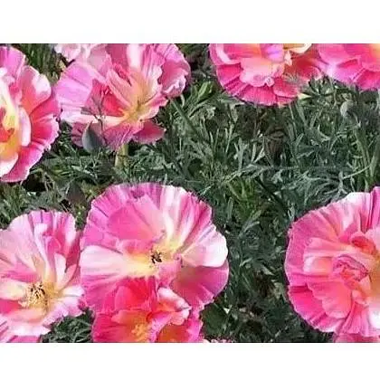 Эшшольция "Яблочный Цвет" Весна 0.3г (16033) - фото 1