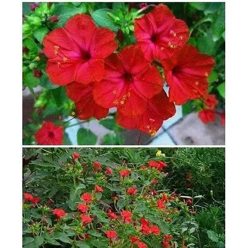 Мирабилис "Красный" Весна 3г (22454) - фото 1