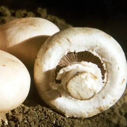 Сухий зерновий міцелій «Печериця королівська» 100г (45199) - фото 1