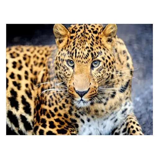 Алмазна мозаїка "Леопард" JS 25464 TK Group, 20х30 см, в коробці (6900066362101) - фото 1