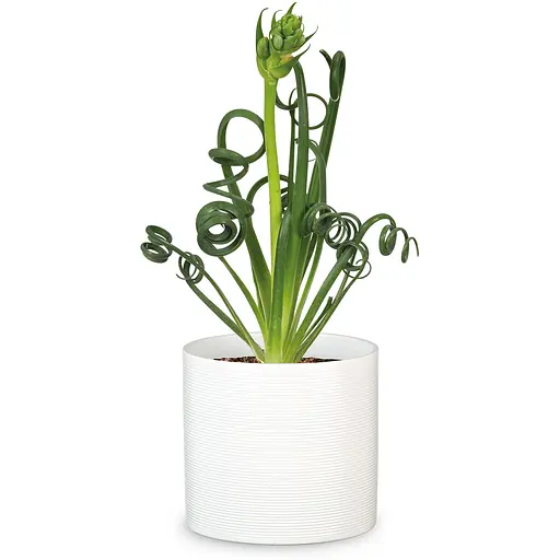 Кашпо для цветов Scheurich Inspiration 23“ молочный (97754) - фото 2