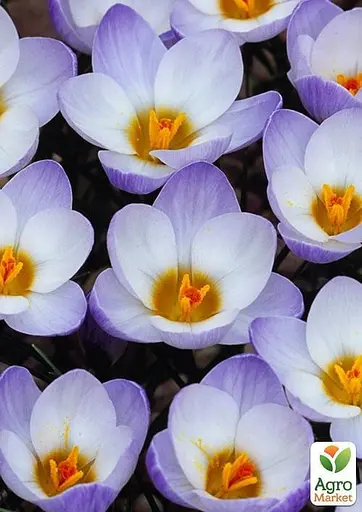 Крокус ботанический "Blue Pearl" (размер 5/7, средний) 5 шт (17219) - фото 3