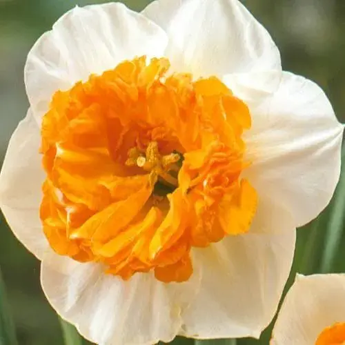 Нарцис "Czardas" (186336) 2 шт - фото 1