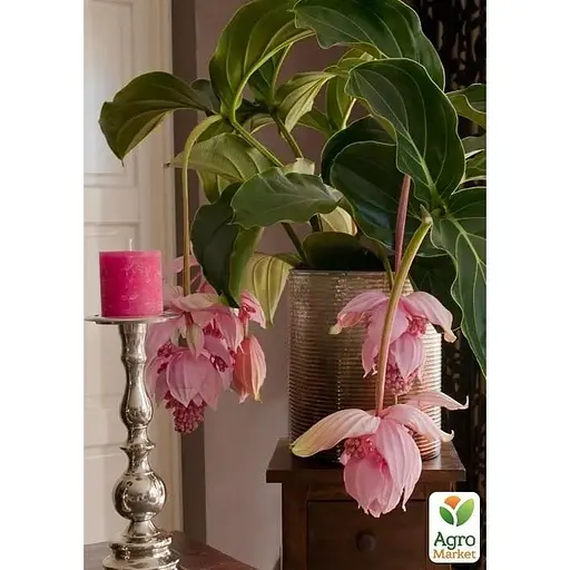 Мединилла Agro-Market Magnifica» (63327) 1 саженец в упаковке комнатный Нидерланды - фото 5