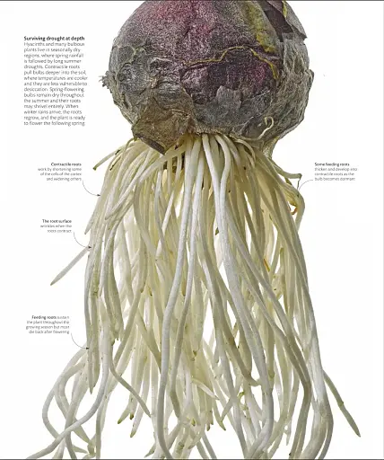 The Science of Plants - фото 4