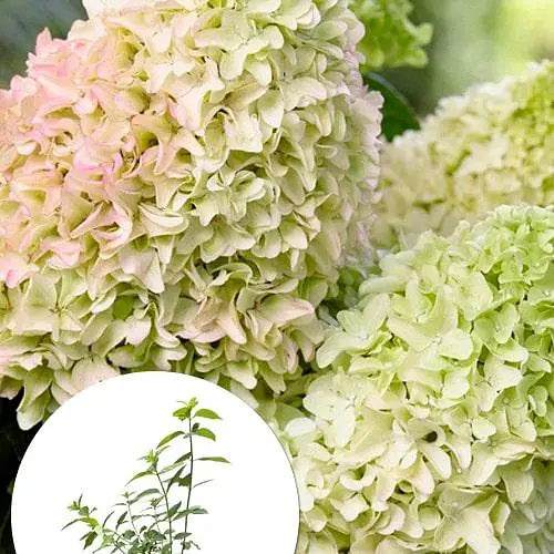 Гортензія волотиста 2-річна "Diamantino" висота саджанця 20-30см (186204) 1 саженец - фото 3