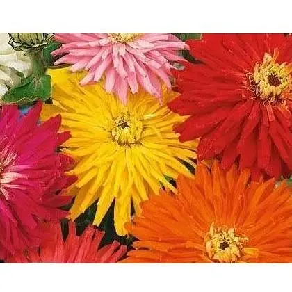 Циния "Кактусоцветковые гиганты" Весна 0.4г (16023) - фото 1