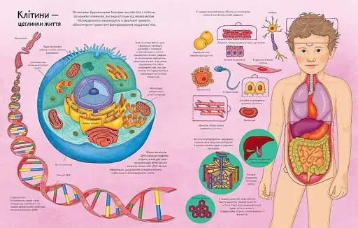 Тіло. Цікаве всередині - фото 5