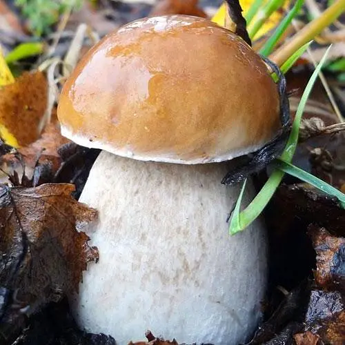 Сухий зерновий міцелій "Білий березовий гриб" 100г (45181) - фото 1