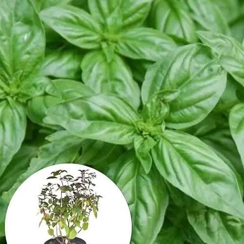 Базилик кустовой "Magic Blue" (кадковое растение, высокодекоративный куст) (102401) 1 саженец в упаковке - фото 1