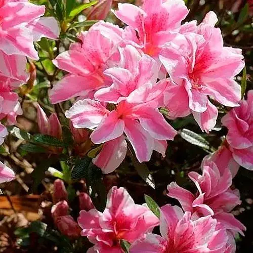 Азалія японська 2-річна "Меллі" (Azalea japonica Melle) вазон С1 (186543) 1 саженец - фото 1