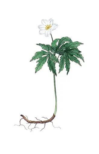 Весняні рослини України - фото 9