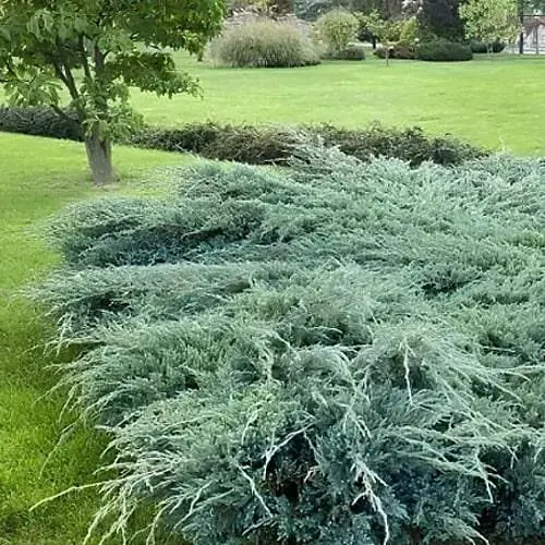 Можжевельник чешуйчатый "Blue Carpet" (ком/сетка) диаметр 100-120 см (188433) 1 саженец - фото 1