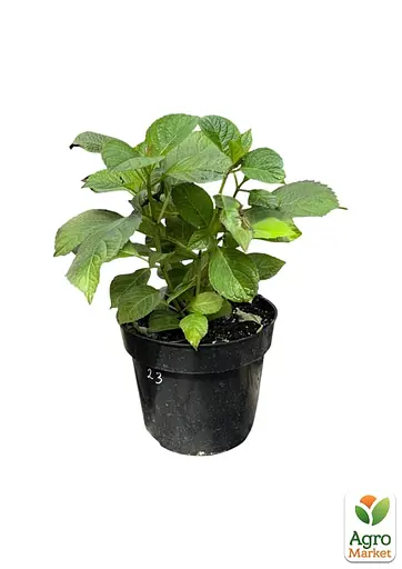 Гортензія крупнолиста 2-річна "Silky Pink" висота саджанця 25-45см (186190) 1 саженец - фото 2