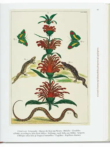 Seba. Cabinet of Natural Curiosities - фото 3