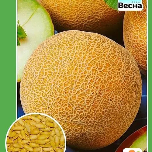 Дыня "Колхозница" ТМ "Весна" 1.5г (10130) - фото 1