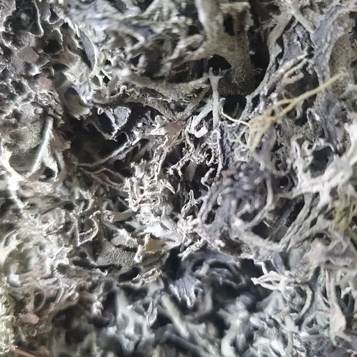 100 г пармелия лишайник - свежий урожай