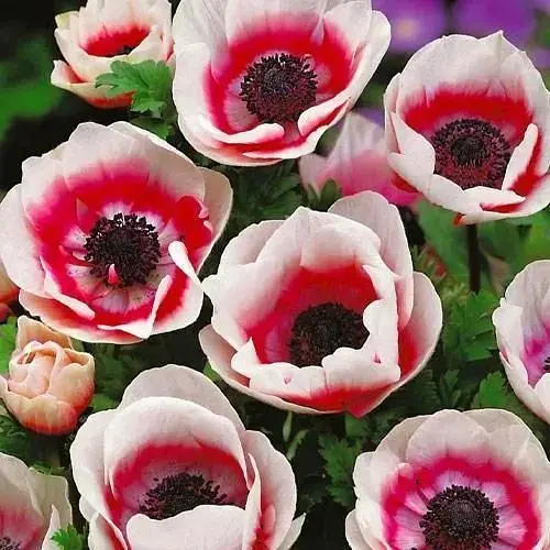 Анемона "Bicolor" (размер 5/6, большой) 5 шт (39462) - фото 1